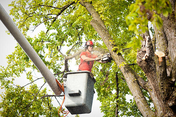 Professional Tree Removal in Panorama Village, TX